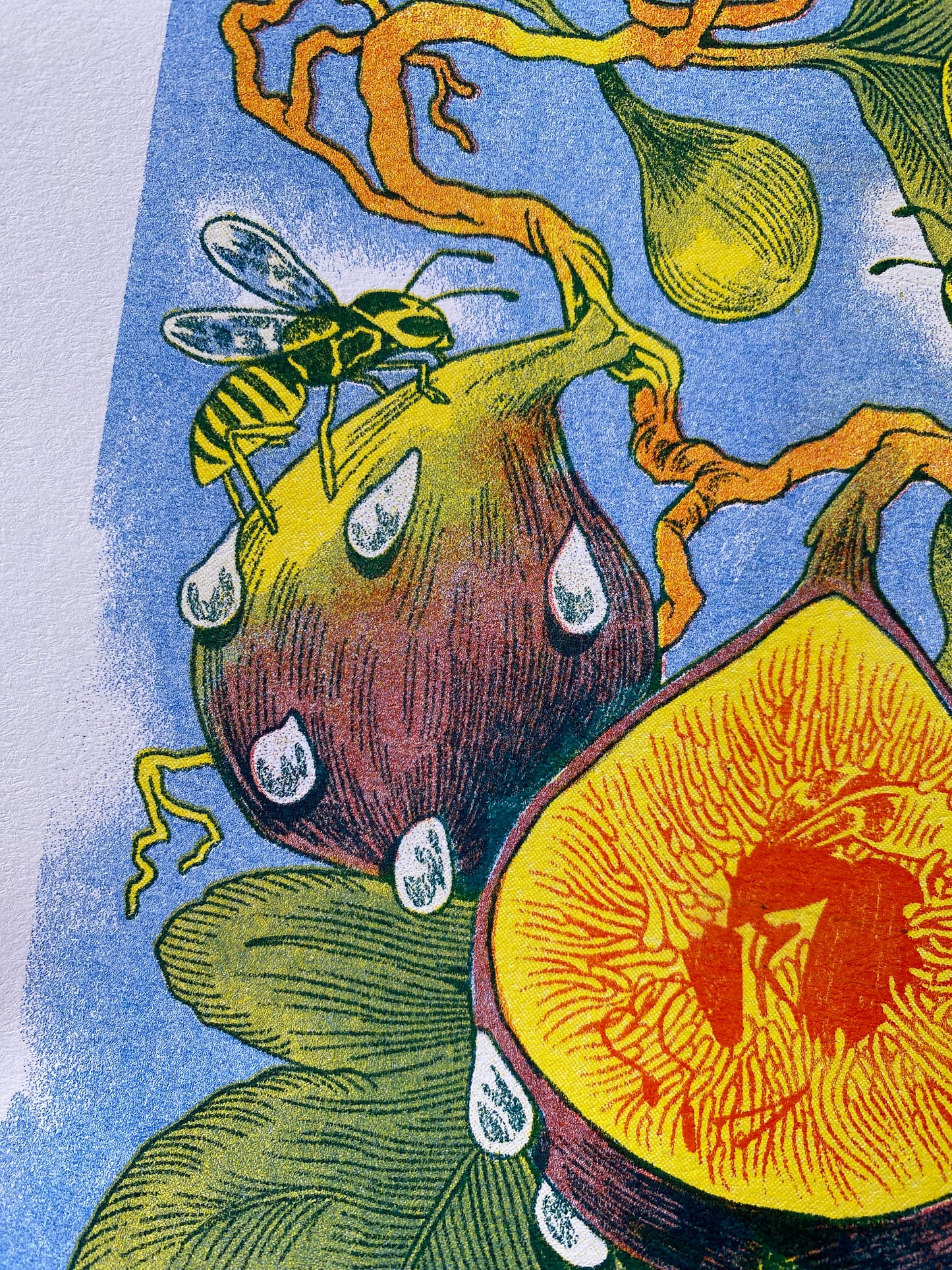 Fig Wasp Risograph Print