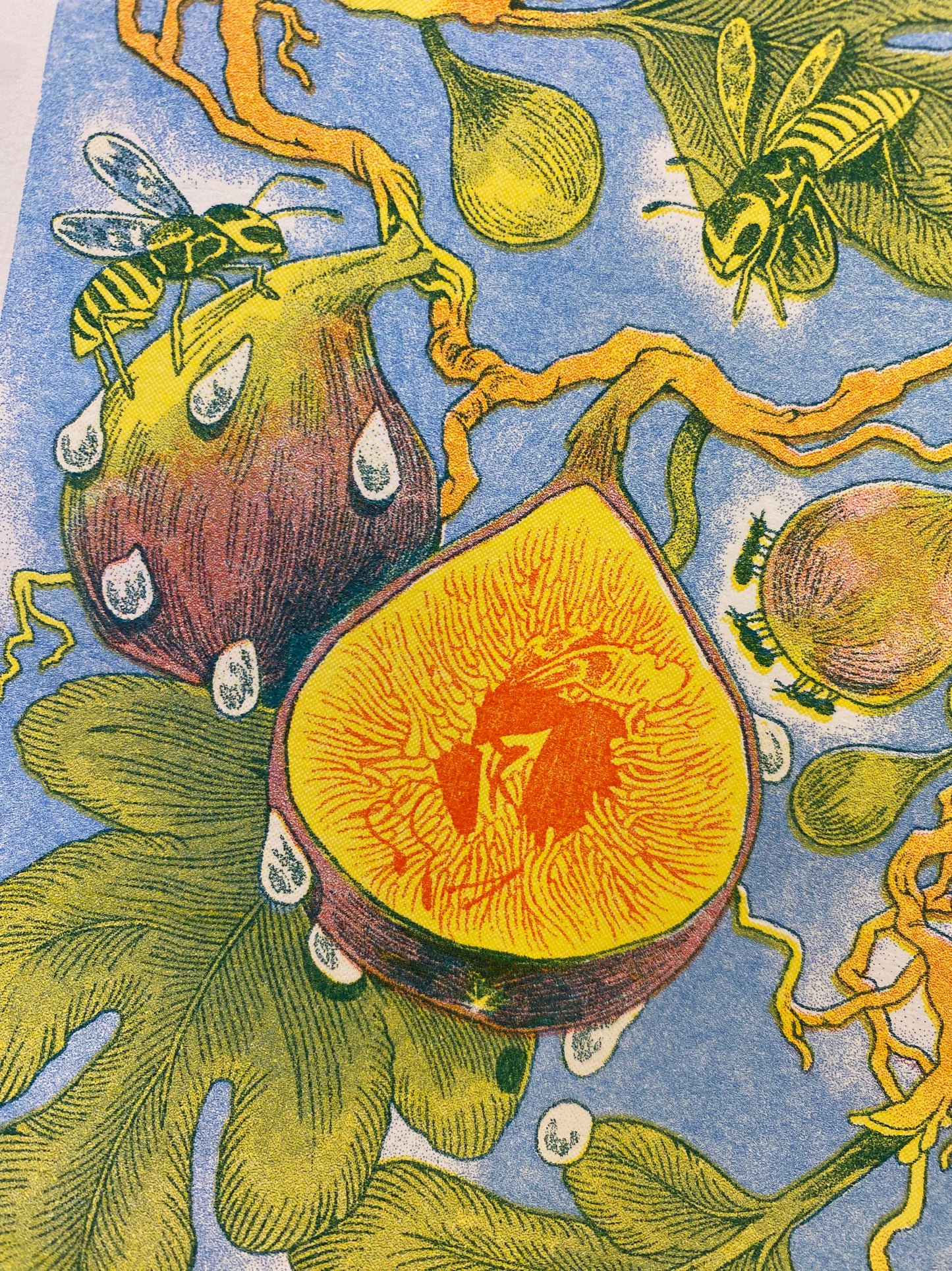 Fig Wasp Riso Print